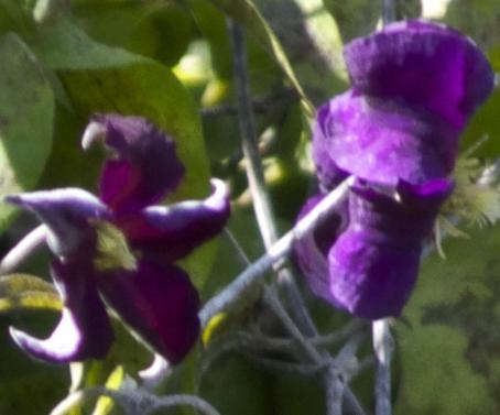 clematisfloviolakavanagh