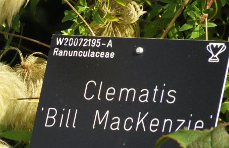 clematislabelbillmackenziegarnonswilliams