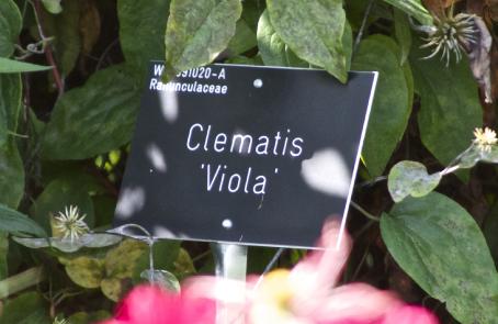 clematislabelviolakavanagh