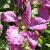 clematiscfloroyalveloursgarnonswilliams1