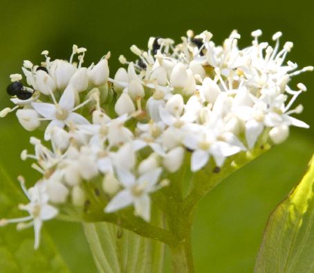 cornusflos1albaaureakavanagh