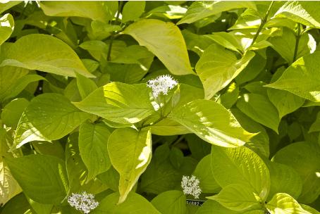 cornusflos2albaaureakavanagh
