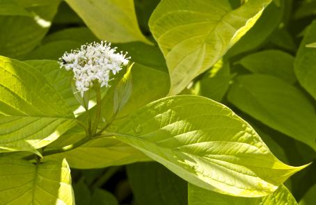cornusfolalbaaureakavanagh