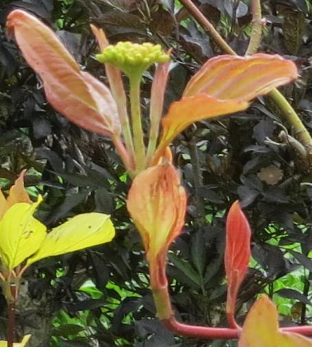cornusfolspr1albaaureagarnonswilliams