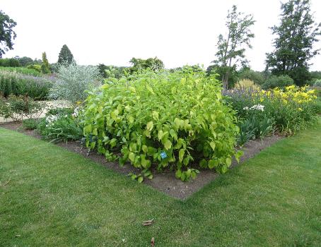 cornusfolsum1albaaureagarnonswilliams