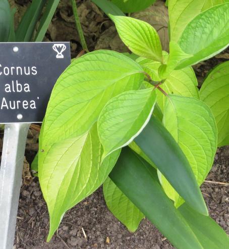 cornusfolsum2albaaureagarnonswilliams