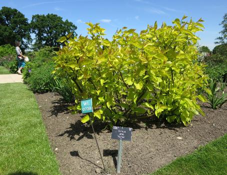 cornusfolsum3albaaureagarnonswilliams
