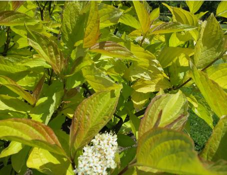 cornusfolsum4albaaureagarnonswilliams