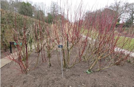 cornusfolwin1albaaureagarnonswilliams