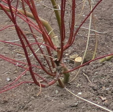 cornusfolwin2albaaureagarnonswilliams
