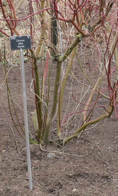 cornusfolwin3albaaureagarnonswilliams