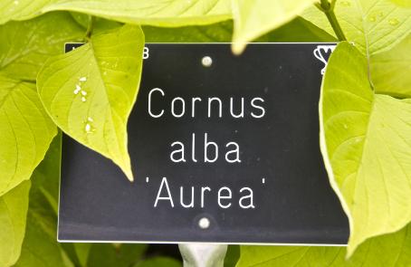 cornuslabel2albaaureakavanagh