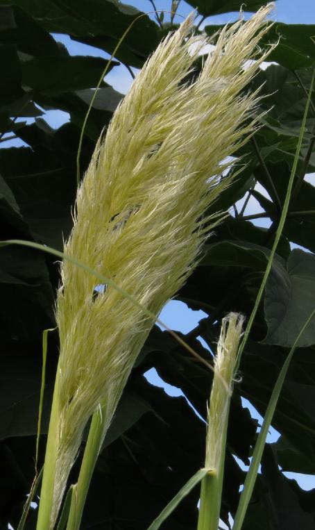 cortaderiafloselloanagarnonswilliams