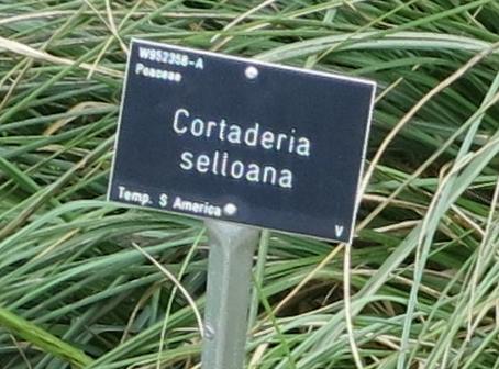 cortaderialabel1selloanagarnonswilliams
