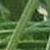 cortaderiacfolselloanagarnonswilliams1