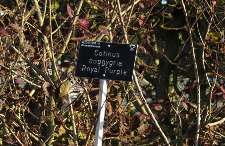 cotinuslabel1coggygriaroyalpurplegarnonswilliams