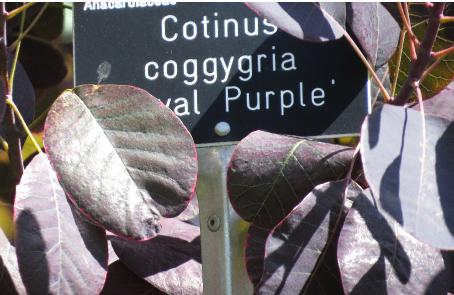 cotinuslabel2coggygriaroyalpurplegarnonswilliams
