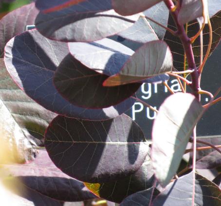 cotinuscoggygriaroyalpurpleIMG5071