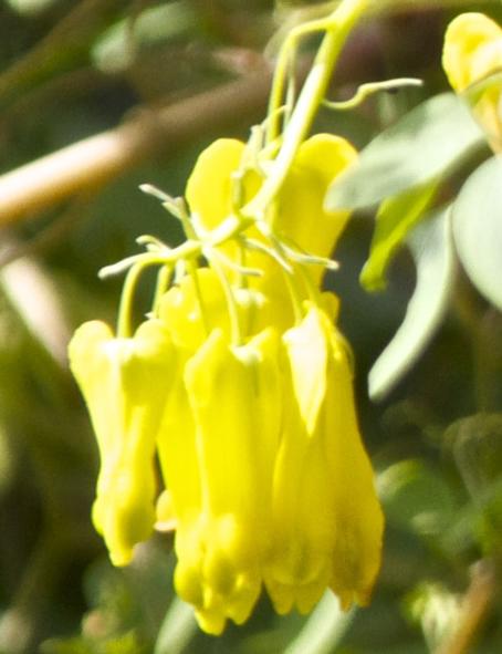 dactylicapnosflosmacrocapnoskavanagh