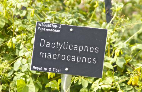 dactylicapnoslabelmacrocapnoskavanagh