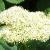 hydrangeacflos2arborescensastridlindgrengarnonswilliams1