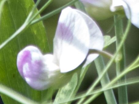 lathyrusflolatifoliusrosaperlekavanagh