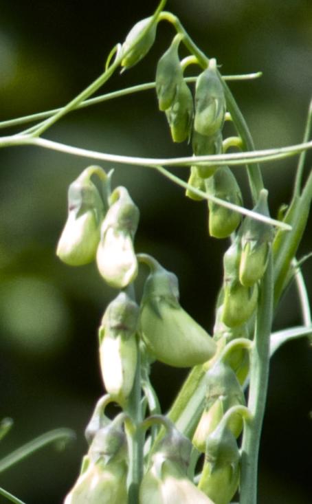 lathyrusflobudlatifoliusrosaperlekavanagh
