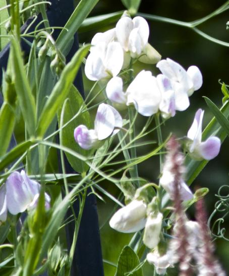 lathyrusfloslatifoliusrosaperlekavanagh