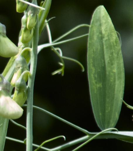 lathyrusfollatifoliusrosaperlekavanagh