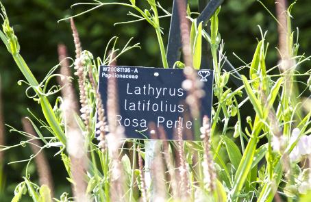lathyruslabellatifoliusrosaperlekavanagh