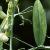 lathyruscfollatifoliusrosaperlekavanagh1