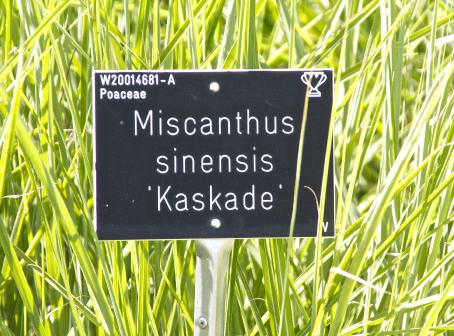 miscanthuslabel1sinensiskaskadekavanagh