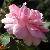 rosacflobonicameidomonacgarnonswilliams