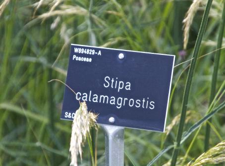 stipalabelcalamagrostiskavanagh