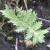 achilleafolwingoldplatekavanagh