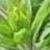 eupatoriumcfolspr1lindleyanumgarnonswilliams