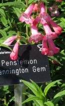 penstemonbflopenningtongemgarnonswilliams