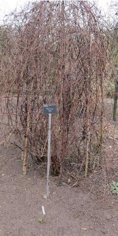 plantsupport5