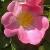 rosagallicacomplicatacflorogerltd