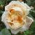 rosagloirededijoncflorogerltd