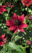 rudbeckiabflohirtacherrybrandygarnonswilliams
