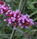 verbenabflohomesteadpurplegarnonswilliams