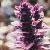 ajugacfloreptansatropurpurea1a1a1a1a1a1a