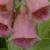 digitalismertonensiscflorvroger1a1a1a1a1a1