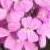aethionemacflowarleyrosekevock