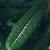 andromedacflo8polifoliacompactawikimediacommons