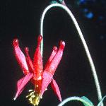 aquilegiaflo1formosafoord1