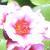 bergeniaautumnmagiccflocoblands1a1