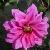 dahliacflofascinationgarnonswilliams1
