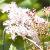 filipendulacflorubravenustakavanagh1a1a1